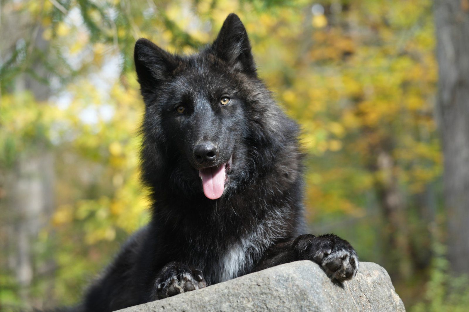 A black wolf resting its paws on a rock