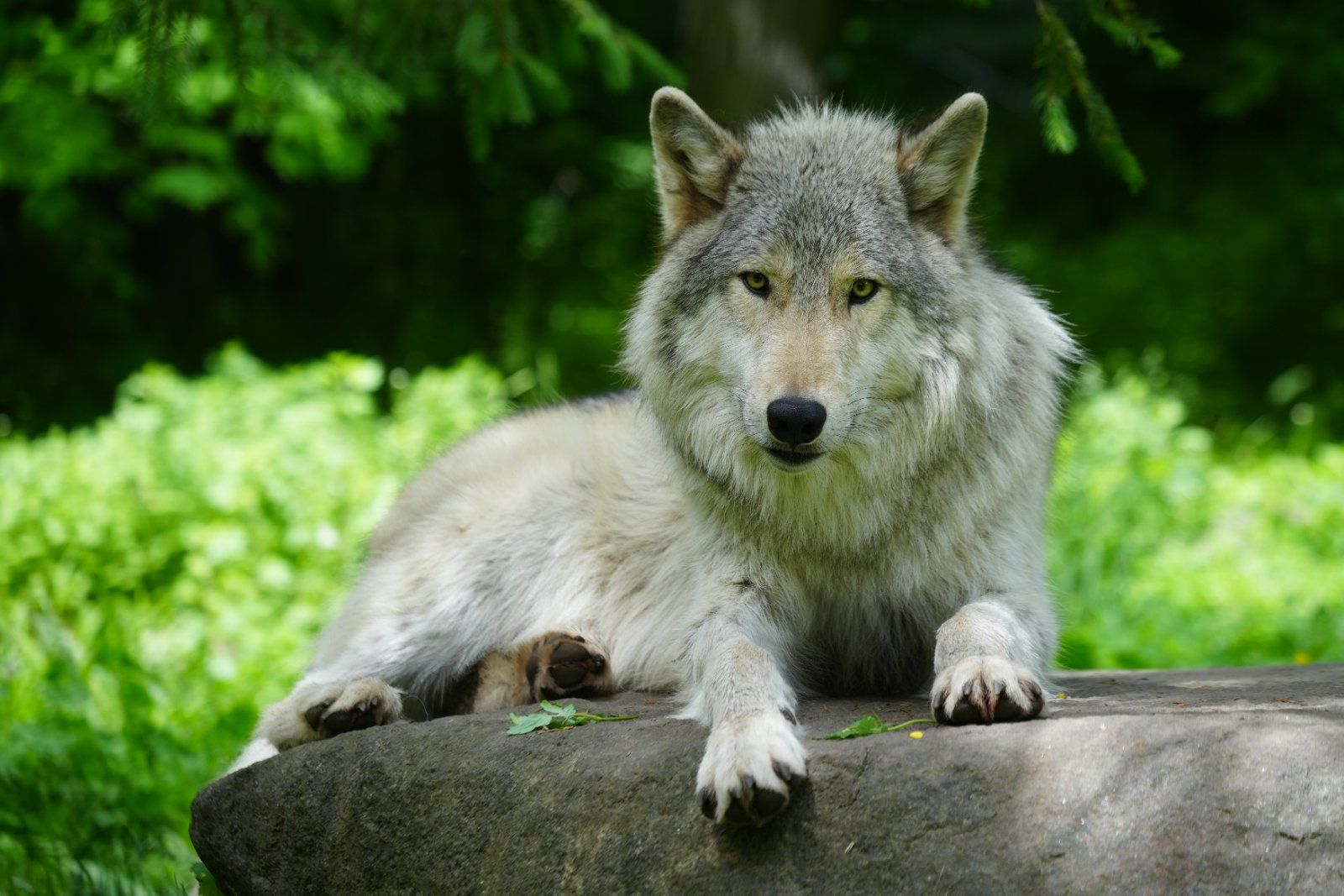 A grey ambassador wolf resting on a rock at the Wolf Conservation Center
