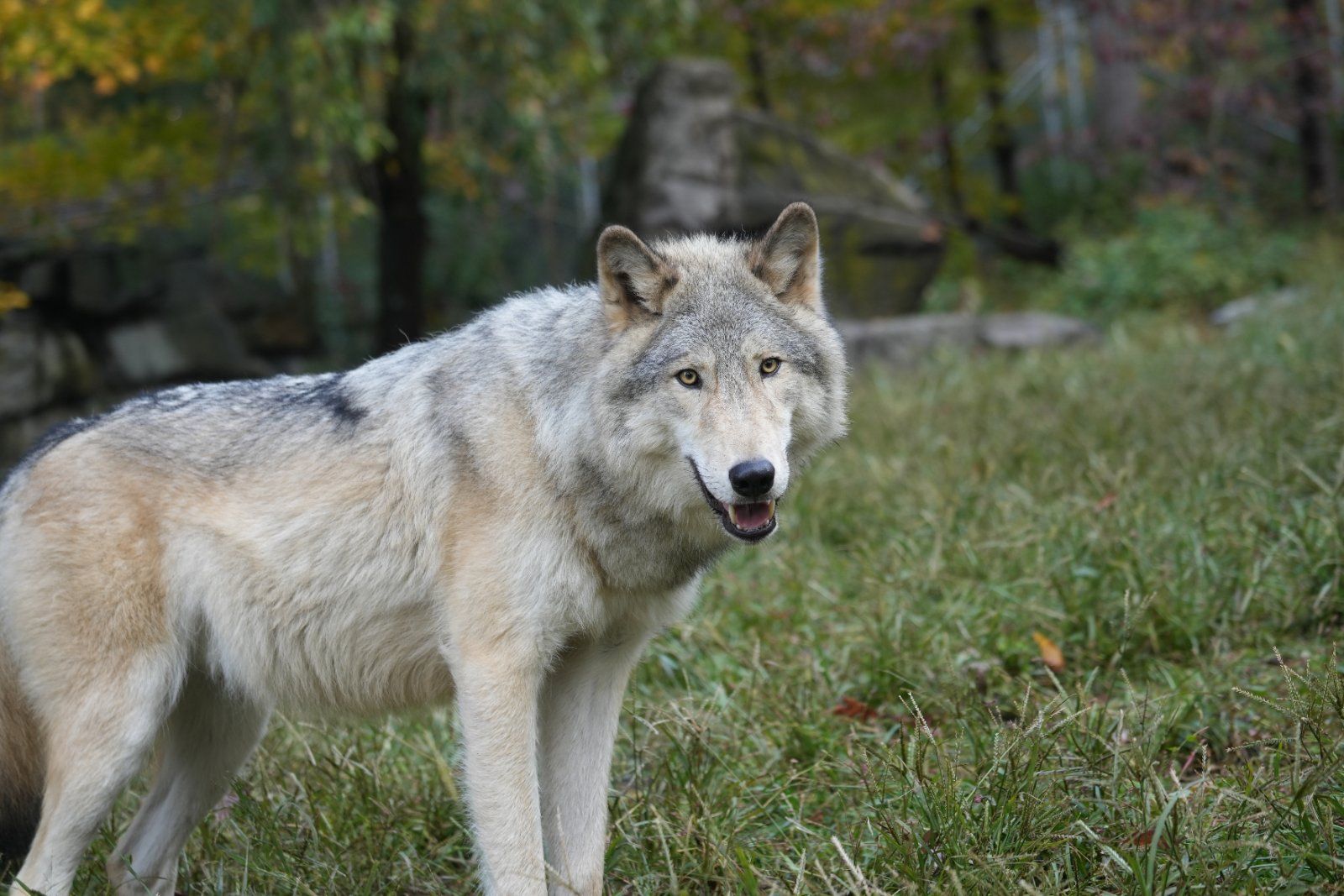A grey wolf standing in the grass