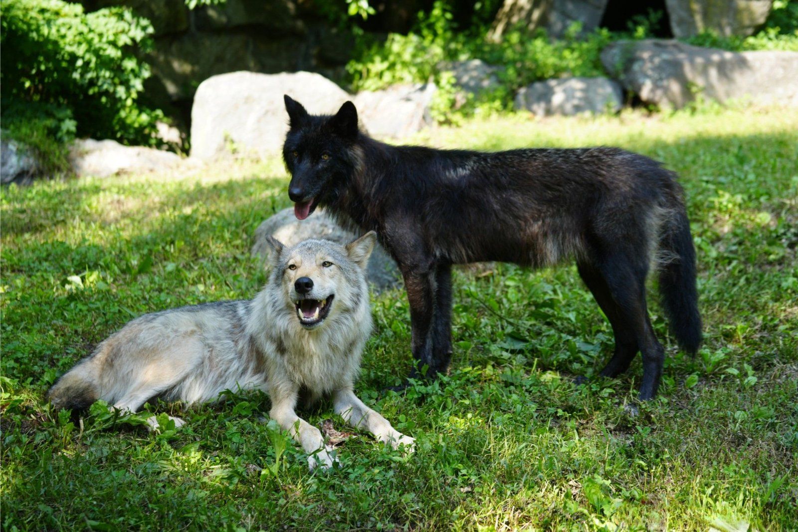 A grey wolf and a black wolf together on the grass