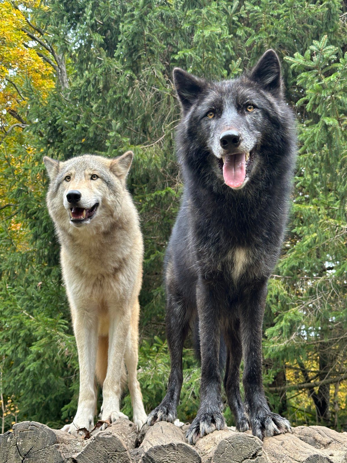 A grey wolf and a black wolf standing side by side