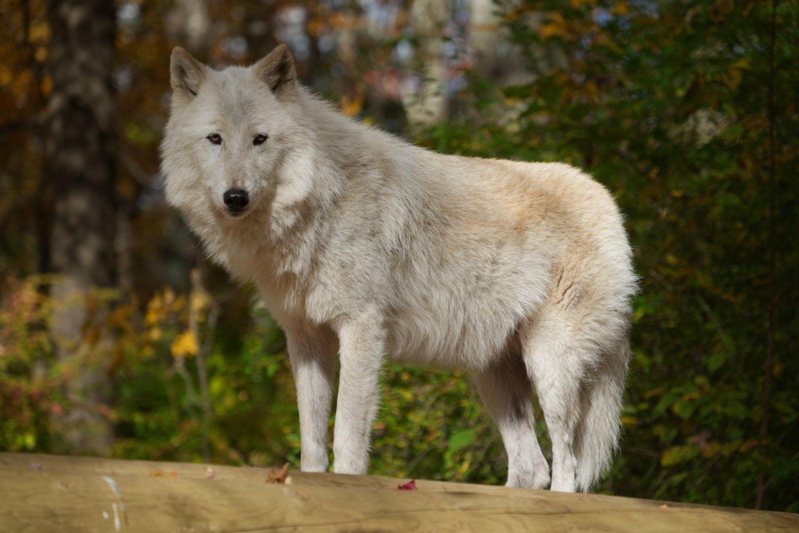 A white wolf standing on a log