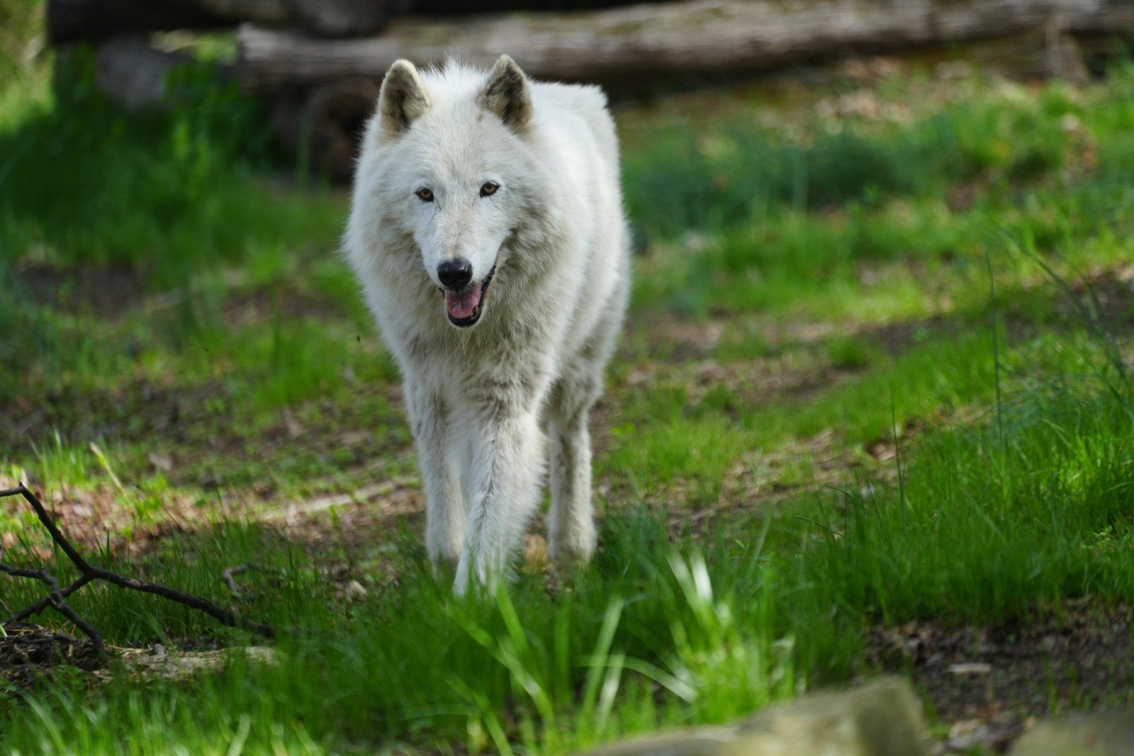 A white wolf walking through the grass