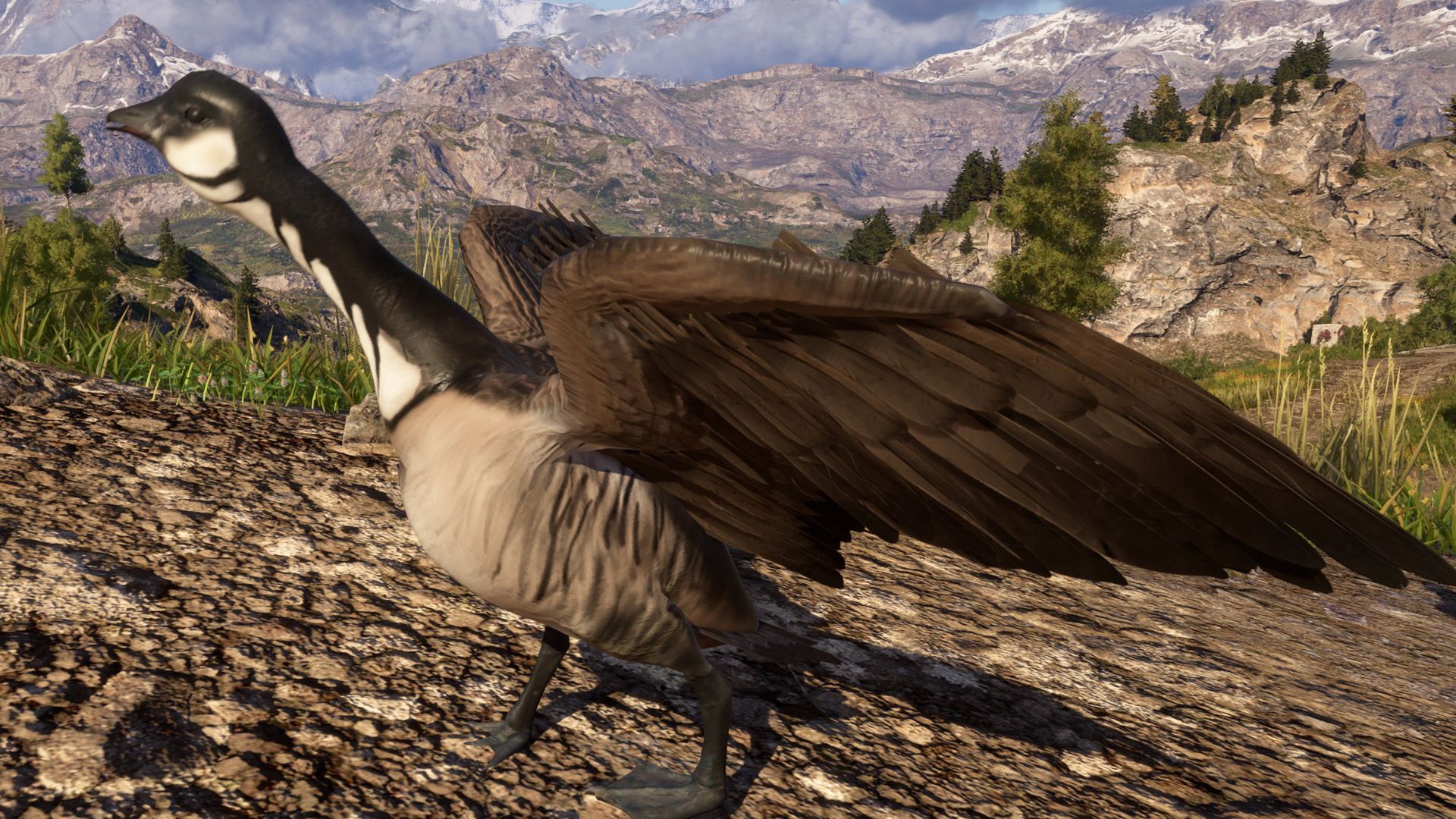 Birds 1.jpg